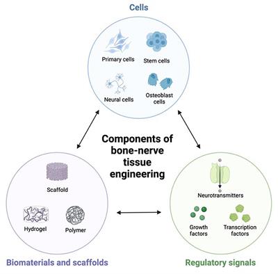 Bone-nerve crosstalk: a new state for neuralizing bone tissue engineering—A mini review